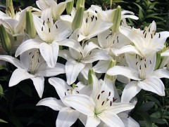 Лиш цэцгийн тухай