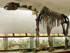 Олон улсын музейн өдөр тохиож байна