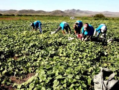 Ургац хураалтад оюутнуудыг дайчлахаар төлөвлөж байна