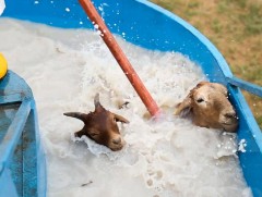 Зарим аймагт мал угаалгын ажил оройтож байна 
