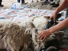 Үндэсний үйлдвэрүүд энэ жил 40.8 мянган тонн хонины ноос бэлтгэнэ