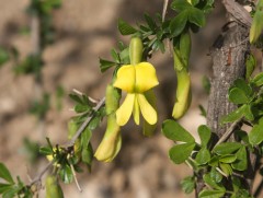 Харгана цэцэглэх цагаар