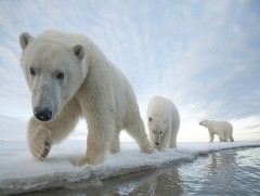 Цагаан баавгай 2100 он гэхэд устаж дуусах аюул нүүрлээд байна