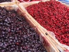 Энэ намар 3000 гаруй тонн жимс жимсгэнэ хурааж авах урьдчилсан тооцоо гарчээ 