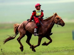 Эрлийз дээд насны хурдан морьдын уралдаанд Ц.Бямбапүрэвийн хул морь түрүүллээ