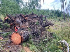 Сөгнөгөрийн аманд хууль бусаар мод бэлтгэсэн эсэхийг мэргэжлийн байгууллага шалгаж байна