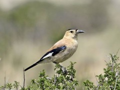 Монгол Хулан жороо 