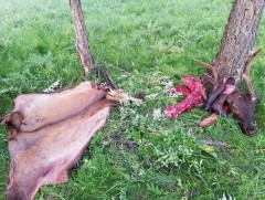 Хууль бус ан агнуурын гэмт хэрэг буурахгүй байна