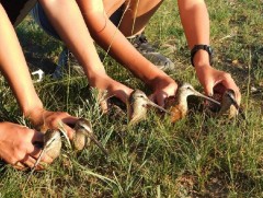 Шувуу судлаачид 13 зүйлийн 63 бодгаль шувуунд хэмжилт хийжээ