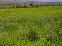 Энэ жил 50 орчим мянган га-д тэжээлийн ургамал тариалжээ 