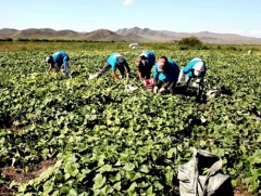 Газар тариалангийн салбарт түр ажлын байр эрэлттэй байна