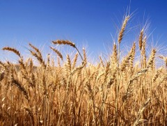 Ургацаа хамгаалах, ангилан хадах зэрэг арга хэмжээ авах шаардлагатайг зөвлөлөө 