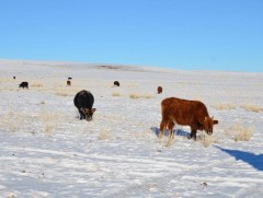 Бага хайрханы отрын бүс нутагт 121 мянган толгой мал өвөлжүүлэх захиалга иржээ 