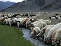 Хүсэлт гаргасан малчин өрх бүрийг отрын бүс нутагт өвөлжүүлэх боломжгүй