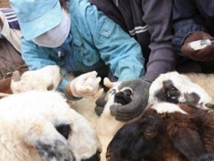 Айдын-Асхар: Малд 10 төрлийн өвчнөөс урьдчилан сэргийлэх тарилга хийнэ