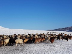 Найман сая гаруй толгой мал отроор өвөлжих урьдчилсан тооцоо, судалгаа гарчээ 