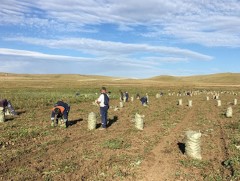 Төв аймаг ургац хураалтаа 25 хоногт шуурхай хийхээр төлөвлөж байна