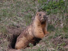 Мэрэгч амьтантай холбоотой дуудлага өнгөрсөн оныхоос 2 дахин нэмэгджээ