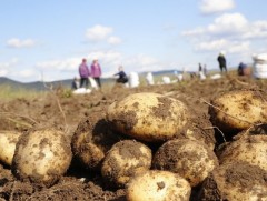 Архангай аймгийн ногоочид 1400 тн хүнсний ногоо, 3000 гаруй тн төмс хураан авлаа