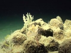 Австралийн эрдэмтэд 500 метр өндөр шүрэн хад илрүүлжээ 