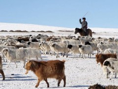 Сүүлийн өдрүүдэд отроор яваа малчидтай зүй бусаар харилцсан, хөөж туусан асуудал гараагүй