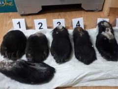 Хууль бусаар ан агнах, амьтны эд эрхтэнг худалдаалах зөрчил нэмэгджээ