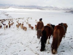 Архангай аймагт 6 сая гаруй толгой мал өвөлжиж, хаваржина