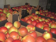 Импортын жимс жимсгэнээс хортон шавж илэрчээ 