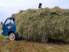 Улсын хэмжээнд хадлан, тэжээлийн бэлтгэл 90 орчим хувьтай байна