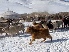 Наранд ойрхон өвөлжөө