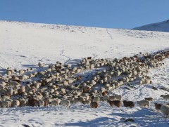 Хэнтий аймгийн зарим суманд өвөлжилт хүндэрчээ 