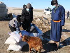 Дөрвөн аймгийн малчдад өвс, тэжээл хүргэлээ