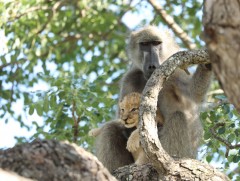 Сармагчин арслангийн гүегийг яагаад хулгайлдаг вэ