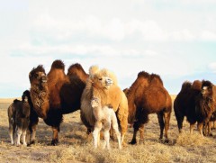 Ботгоны нүдэнд мандсан нар