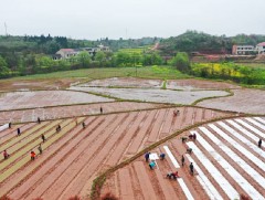 БНХАУ хаврын тариалалтаа эхлүүллээ