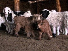 Дорнод аймагт мал төллөлт 0.7 хувьтай байна