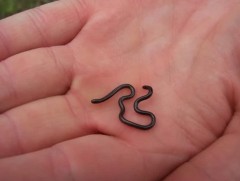 Дэлхийн хамгийн жижиг могой