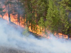 Хэнтий, Дорнод аймгийн нутаг дэвсгэрт ой хээрийн түймэр гарч 1220 га газар шатжээ