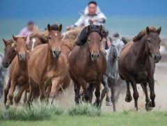 Малчин: Мал бүртгэлжүүлэлтийн аяны тухай