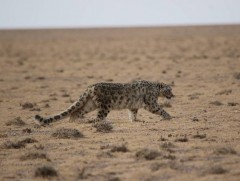 Цоохор ирвэс айлын малаас нэг ямаа бариад уул руу буцжээ