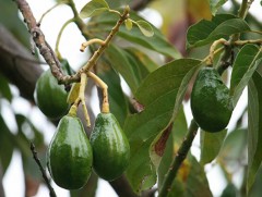 Хоорондоо гайхамшигт шүтэлцээтэй амьтан, ургамлууд