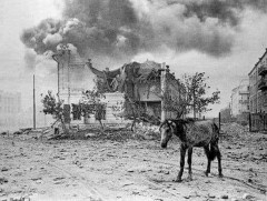 Дайнд шархадсан Монгол морь