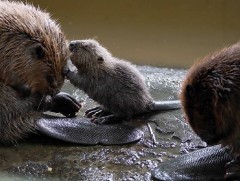 Туул голд нутагшуулсан минж таван ихэр зулзага гаргажээ