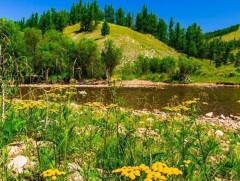 Шинэ сарын шинж