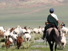 Шинэ цагийн малчдын үүрэг хариуцлага, мал маллагааны шинэ чиг хандлага 
