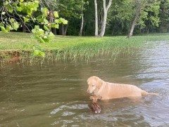 Нууранд живж байсан бугын илийг нохой аварчээ