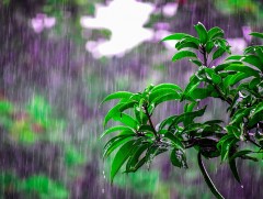 Шинэ сарын шинж