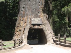  Дэлхийн хамгийн хачирхмаар түүхтэй мод