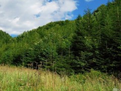 Шинэ сарын шинж: Наймдугаар сарын тэнгэр цаг агаарын урьдчилсан шинж төлөв