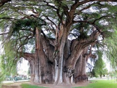 Дэлхийн хамгийн өргөн мод